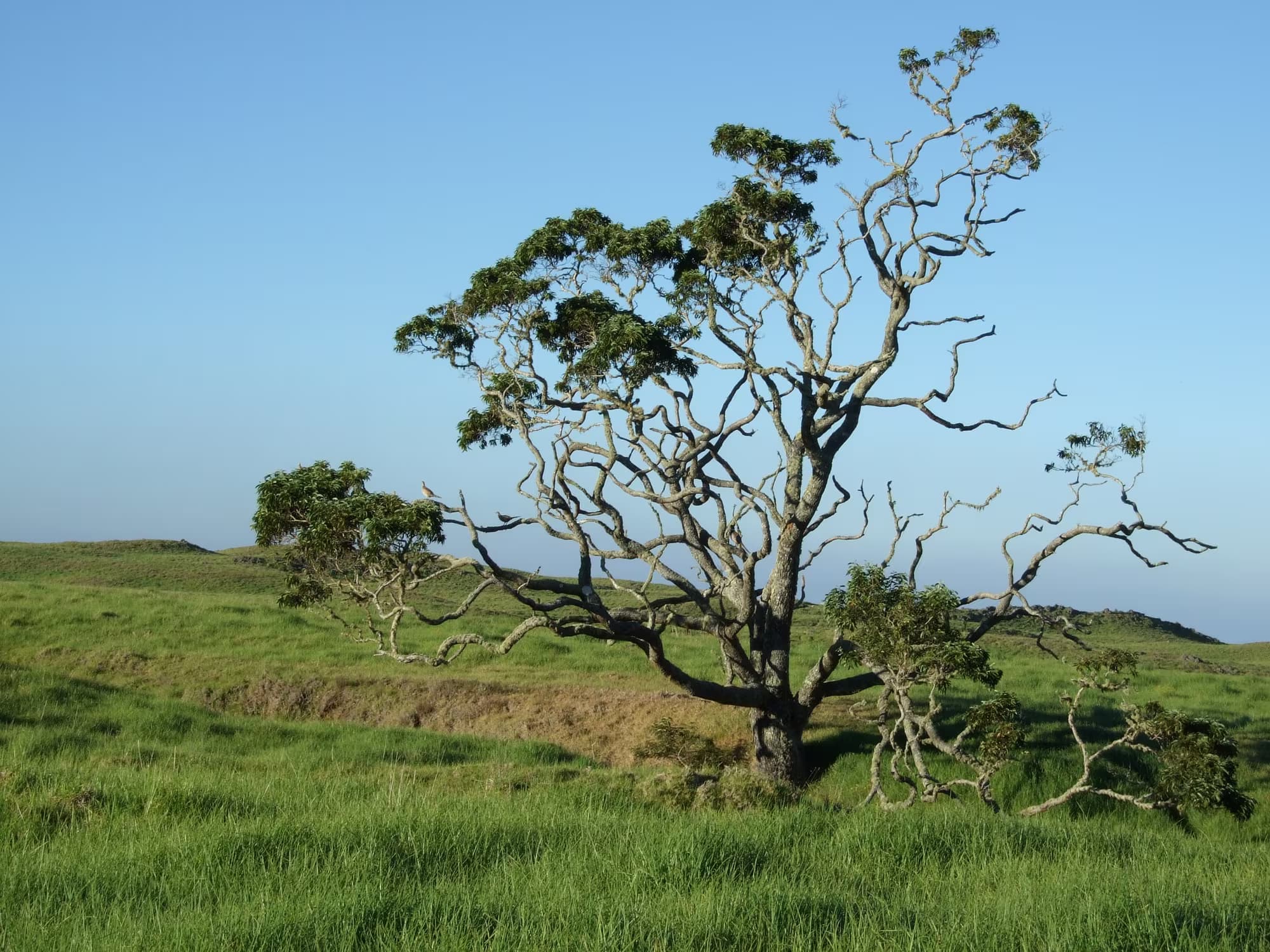 Fresh fruit and produce gathered for kupuna deliveries by The Big Island Giving Tree across Hawaii Island elderly housing communities