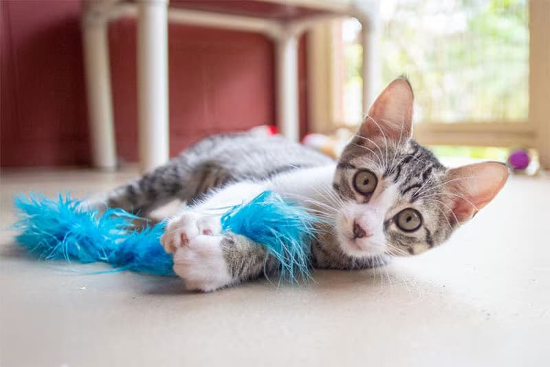 An adoptable kitten at the Hawaii Island Humane Society, one of many animals finding their forever homes on the Big Island